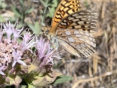 Speyeria callippe macaria