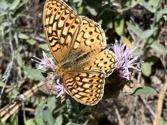 Speyeria callippe macaria