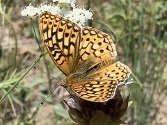 Speyeria callippe macaria