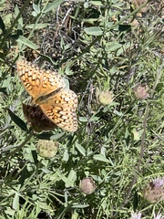 Speyeria callippe macaria