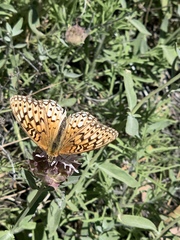 Speyeria callippe macaria