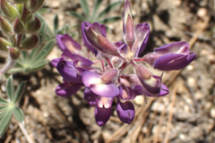 Lupinus breweri