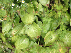 Hosta