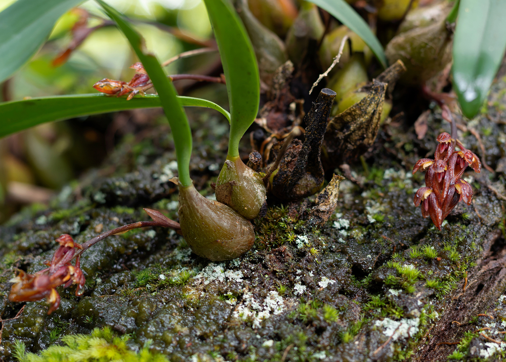 Bulbophyllum tricorne Seidenf. & Smitinand 3