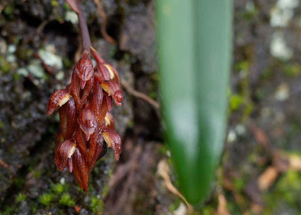 Bulbophyllum