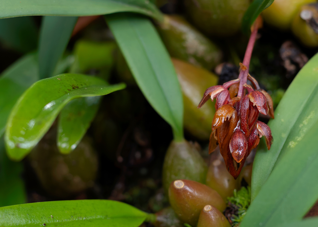 Bulbophyllum tricorne Seidenf. & Smitinand 2