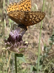 Speyeria callippe macaria