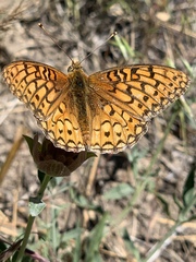 Speyeria callippe macaria