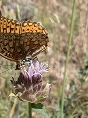 Speyeria callippe macaria