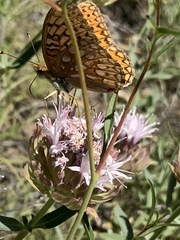 Speyeria callippe macaria