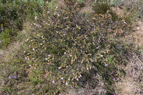 Image of Lobostemon fruticosus by (c) Diana Studer, some rights reserved (CC BY)