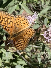 Speyeria callippe macaria