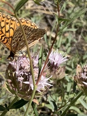 Speyeria callippe macaria