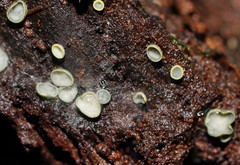 Chlorosplenium