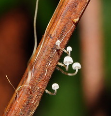 Mycena albidocapillaris