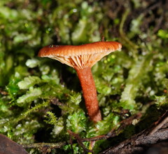 Lactarius eucalypti
