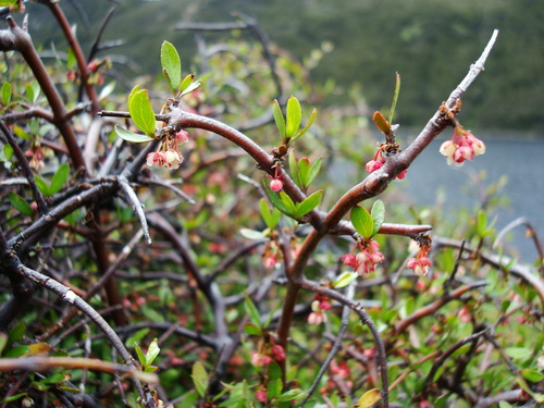 Aristotelia fruticosa (Aristotelia fruticosa)