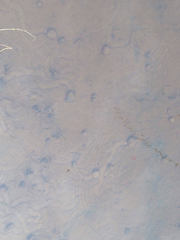 Cipangopaludina chinensis