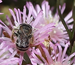 Meliturgula