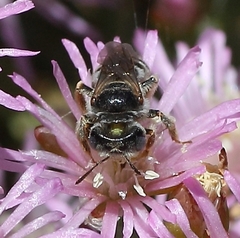 Meliturgula