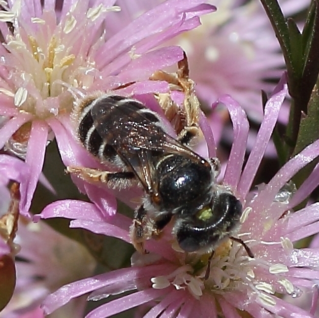 Hovering Shaggy Bees (Bee genera of southern Africa) · iNaturalist