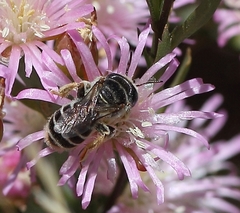 Meliturgula