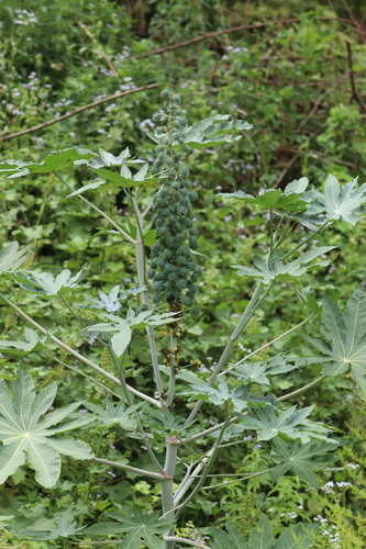 castor bean