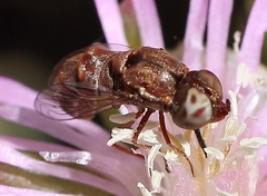 Epacmoides biumbonatus