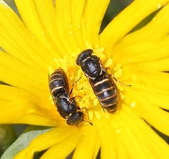 Masarinae