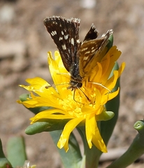 Ernsta sataspes