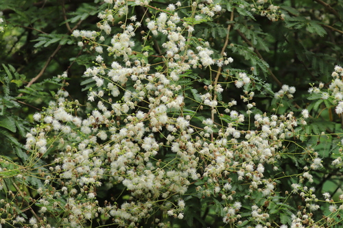 Mimosa bimucronata