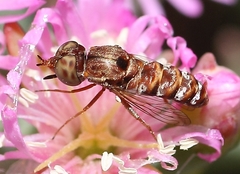 Epacmoides biumbonatus