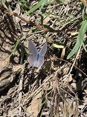 Cupido amyntula