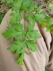 Physospermum cornubiense