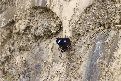 Great Eggfly
