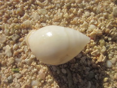 Pythia