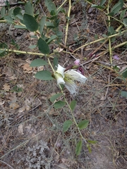 Capparis spinosa herbacea