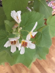 Sparrmannia