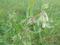 Onosma borysthenica