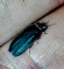 Lamprohiza splendidula