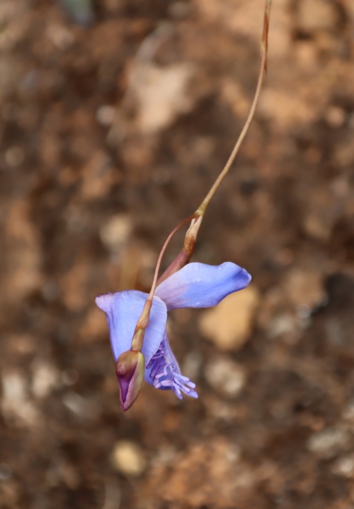 Disa baurii
