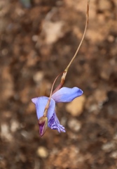 Disa baurii (Disa baurii)