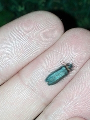 Lamprohiza splendidula