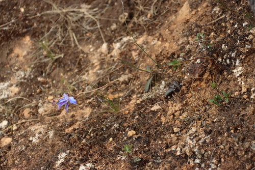 Image of Disa baurii by (c) Tony Rebelo, some rights reserved (CC BY-SA)