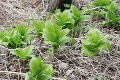 Veratrum oxysepalum