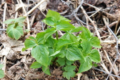 Trillium camschatcense