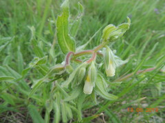 Onosma borysthenica