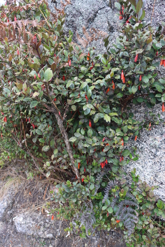 Image of Elliptic Treefuchsia (Halleria elliptica) by (c) Tony Rebelo, some rights reserved (CC BY-SA)