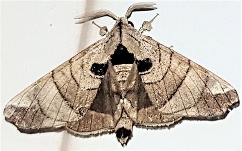 Hygrochroa firmiana