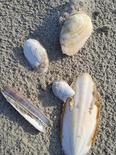 Great Piddock, 9166 Schiermonnikoog, Nederland, photo 9 of 10